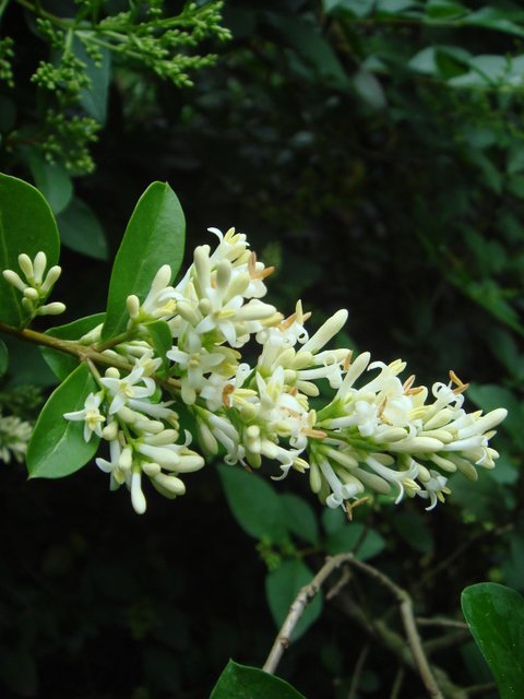 Ligustrum ovalifolium fleur P16
